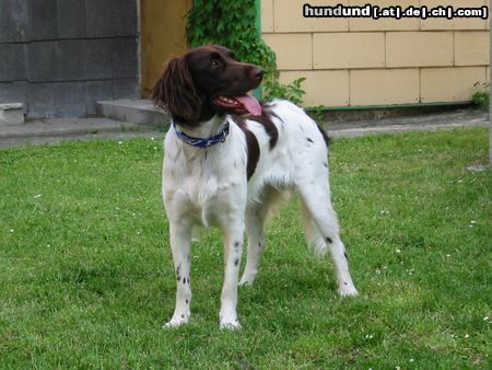 Kleiner Münsterländer So find ich sie wunderschön *träum*