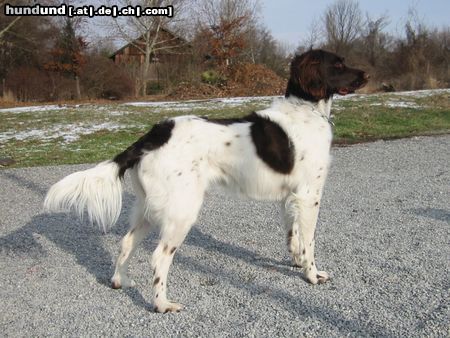 Kleiner Münsterländer Nina - in Position