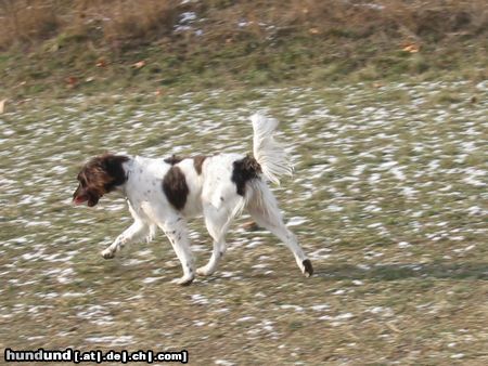 Kleiner Münsterländer Nina im Trab auf der Freilaufwiese