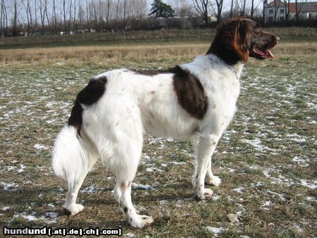 Kleiner Münsterländer Unsere Nina 2 Jahre alt