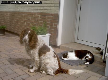 Kleiner Münsterländer Flocki (6) mit Kater Max