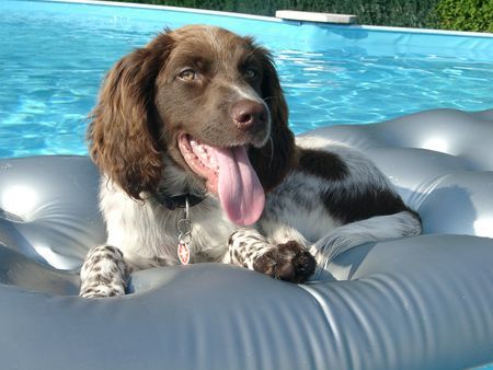 Kleiner Münsterländer Der kühne Schwimmer