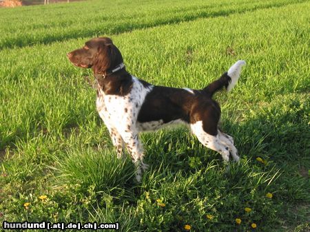 Kleiner Münsterländer Ronja im Feld