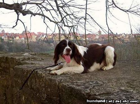 Kleiner Münsterländer Moritz der Fröhliche