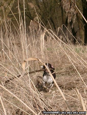 Kleiner Münsterländer Spooky im Gestruepp