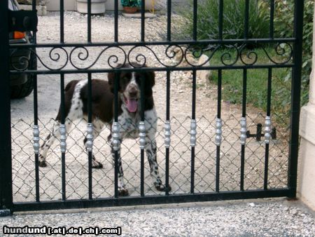 Kleiner Münsterländer Spooky als lustiger Wachhund