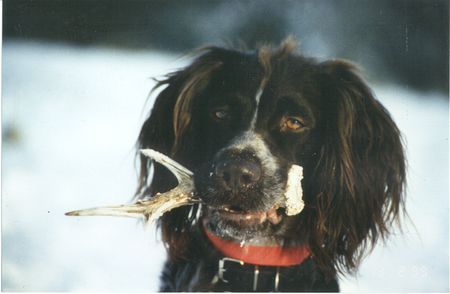 Kleiner Münsterländer Auch unterm Schnee kann man suchen.