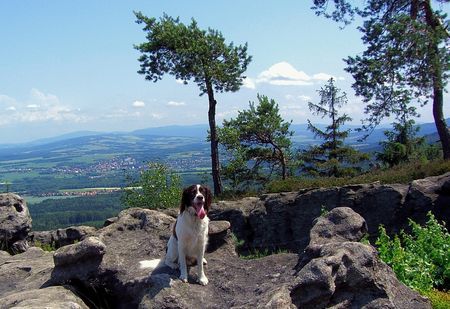 Kleiner Münsterländer Moritz beim Wandern