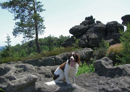 Kleiner Münsterländer Moritz beim Wandern