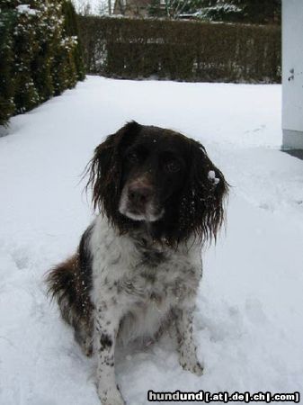 Kleiner Münsterländer Tira von der Anbiete das letzte Mal im Schnee spielen