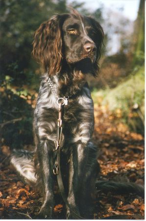 Kleiner Münsterländer