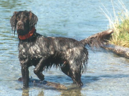 Kleiner Münsterländer KAI v. Hesseltal ( Wasser ist mein Leben.)