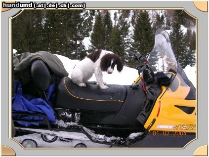 Kleiner Münsterländer ein richtiger jagdhund muss auch skidoo fahren können