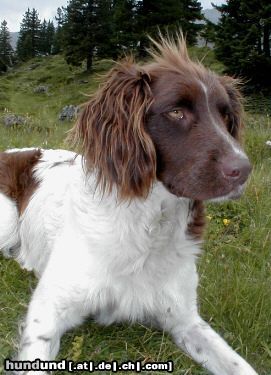 Kleiner Münsterländer ich bin ein waschechter Jäger, auch wenn man mir das nicht ansieht! ...übrigens, mit besten Prüfungen in D und CH