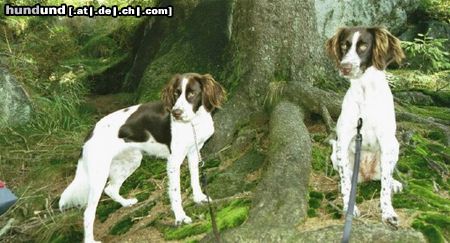 Kleiner Münsterländer Django und Smokey mit im urlaub in bayrischer wald.