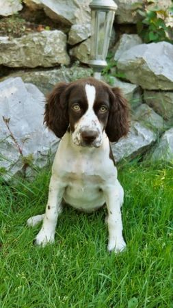 Kleiner Münsterländer unsere Django,4 monaten alt hier,jetz ist er 9 monaten und hat ein schwester von 9 wochen.(Smokey)