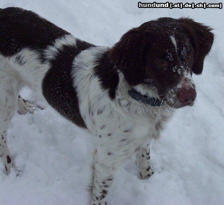 Kleiner Münsterländer Schneeflöckchen....