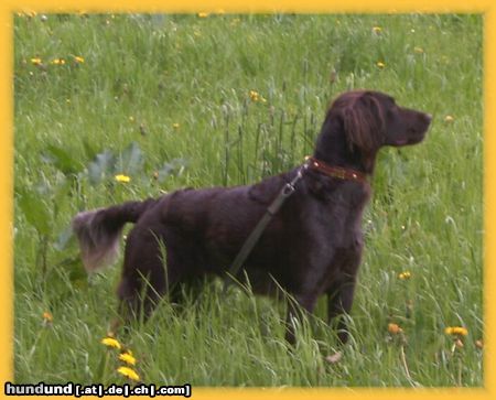 Kleiner Münsterländer Jule in der Wiese