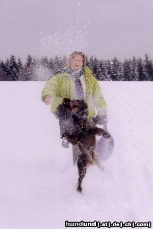 Kleiner Münsterländer Wo bleibt der Schnee? Ich will Spaß!!!