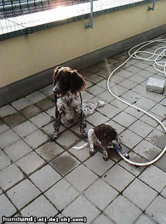 Kleiner Münsterländer Wir sind ein tolles Team!