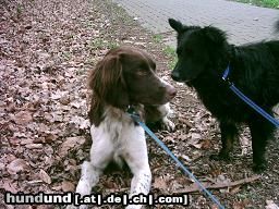 Kleiner Münsterländer Tierheimausführhund