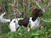 Kleiner Münsterländer Hund