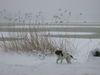 Kleiner Münsterländer Hund