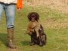 Kleiner Münsterländer Hund