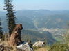 Kleiner Münsterländer Hund