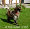 Kleiner Münsterländer Hund