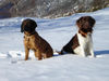 Kleiner Münsterländer Hund