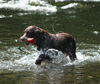 Kleiner Münsterländer Hund