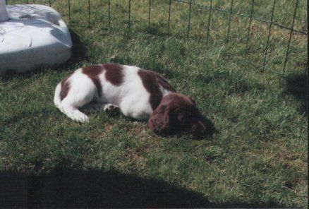 Kleiner Münsterländer Ronja, 10 Wochen