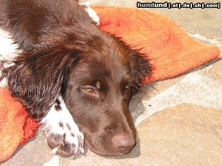 Kleiner Münsterländer Ronny ratisbonensis