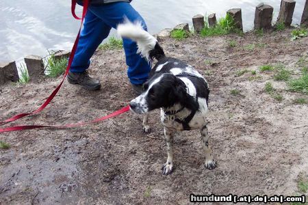 Kleiner Münsterländer sammy