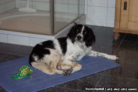 Kleiner Münsterländer sammy