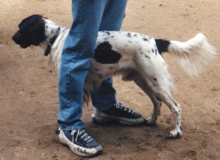 Kleiner Münsterländer Ein liebevoller Gefährte