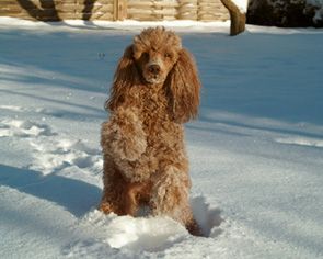 Pudel Aggi im Schnee