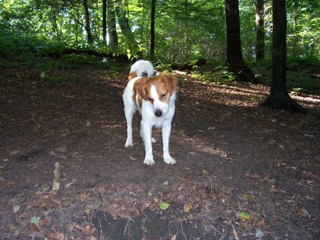 Kromfohrländer Sparky\\