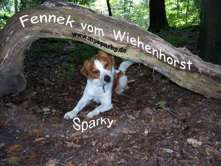 Kromfohrländer Sparky\