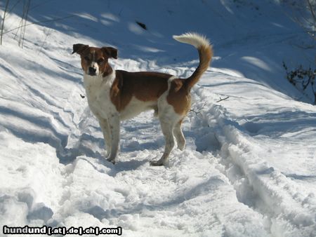 Kromfohrländer Esprit am Häfenberg