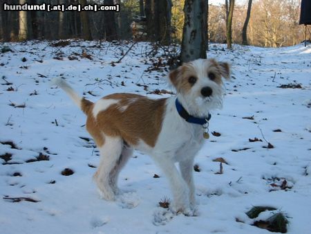 Kromfohrländer Fango vom Isarflimmern und sein erster Schnee