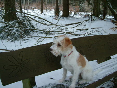 Kromfohrländer Winterspaziergang