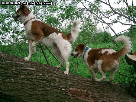 Kromfohrländer Farina und Fennek (Sparky)vom Wiehenhorst 