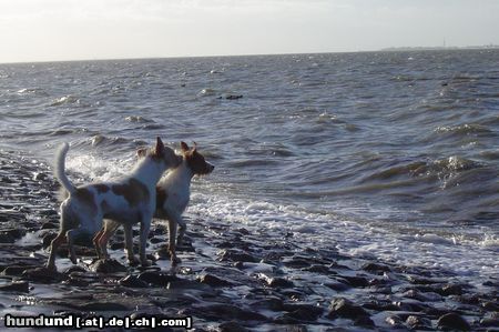 Kromfohrländer Fips und C-Shell an der Nordsee