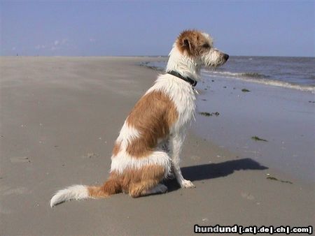 Kromfohrländer Atticus (Frodo) hinter der Vest