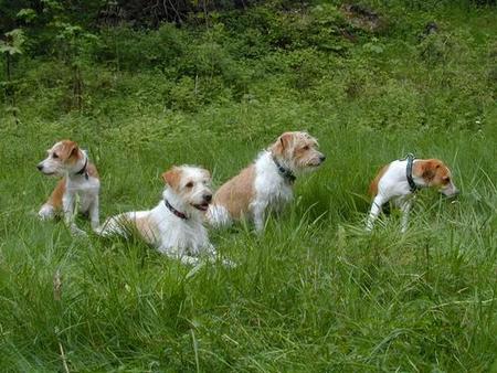 Kromfohrländer Kleinfamilie Dustin, Fips, Bella und Knöppi