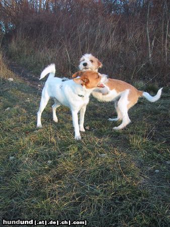 Kromfohrländer Fango vom Isarflimmern und Parson Russell Terrier Lilyput