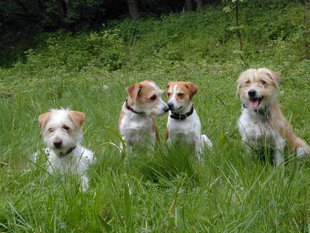 Kromfohrländer Links unser Hund Fips von der Napoleonsnase (rauhaarig, hellgeboren) mit den Söhnen Dustin vom Hoppenberg (rauhhaarig, dunkelbeboren) und Don Knöppken vom Hoppenberg (glatthaarig dunkelgeboren) und rechts die Mutter des D-Wurfes vom Hoppenberg, Bellona vom Hoppenberg (rauhaarig, dunkelgeboren).