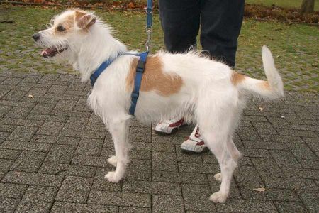 Kromfohrländer Kromfohrländerrüde 1 Jahr